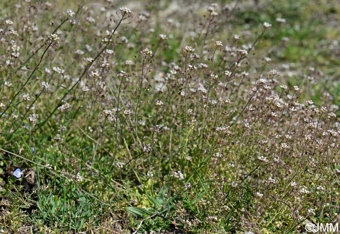 Capsella rubella = Capsella bursa-pastoris subsp. rubella